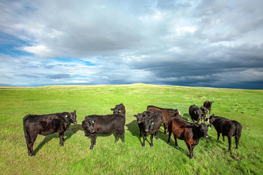 Curious Herd Photograph by Todd Klassy