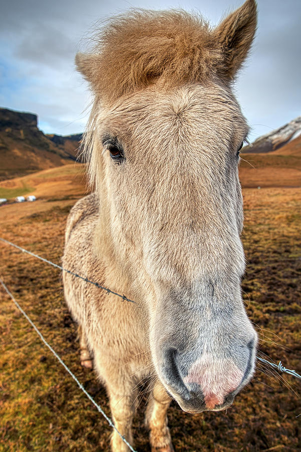Curious Icelandic Horse Photograph by Natasha Bishop