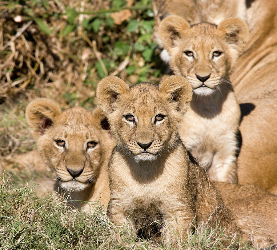 Curious Lion Cubs Photograph by Pjmalsbury