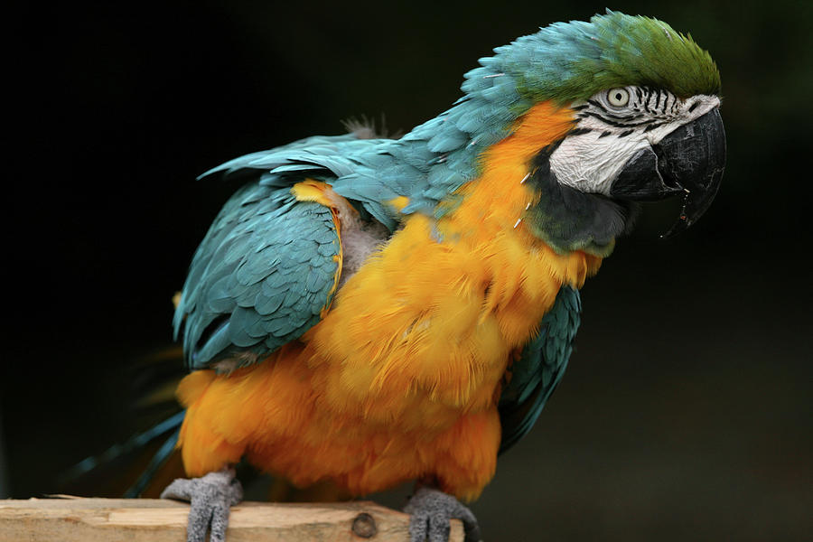 Curious Macaw Photograph by David Jenkinson