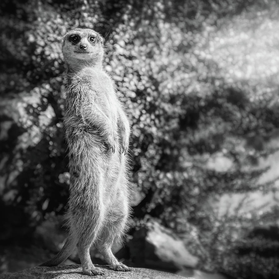 Wildlife Photograph - Curious Meerkat   You Talkin To Me Black and White by Carol Japp