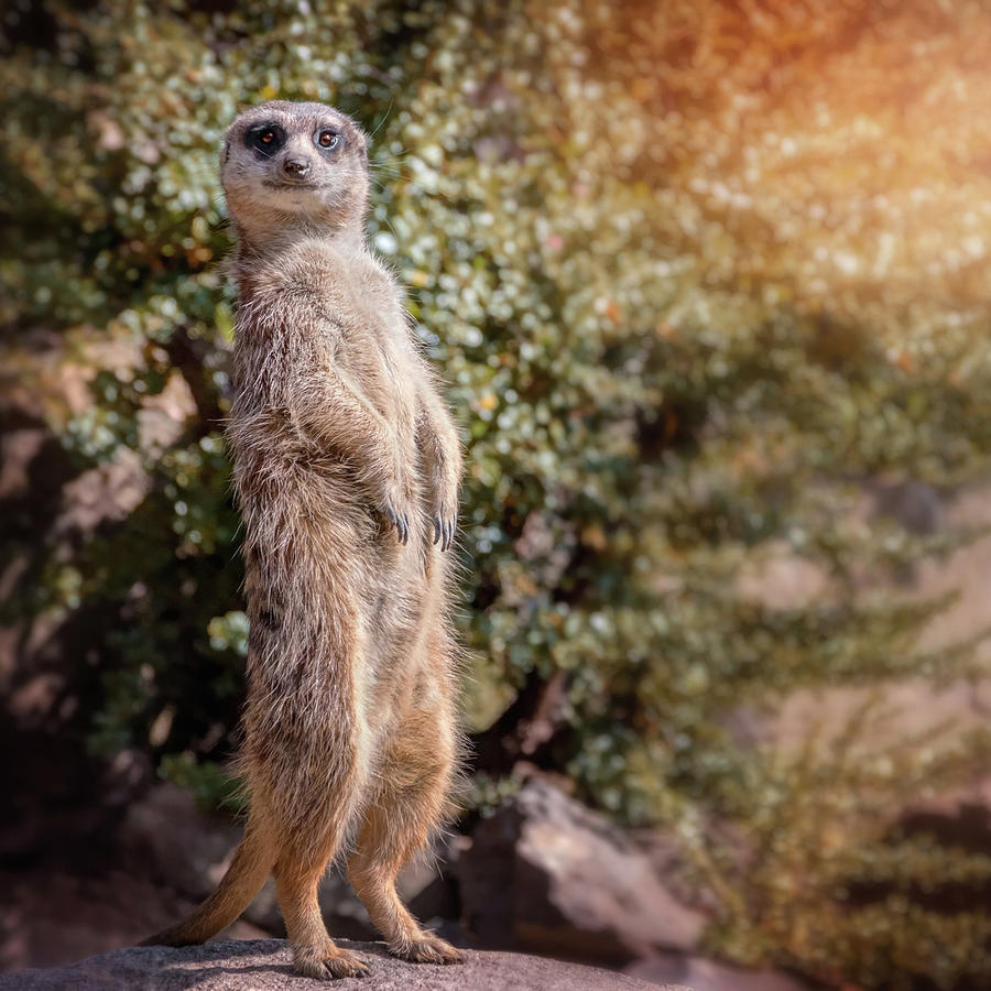 Wildlife Photograph - Curious Meerkat   You Talkin To Me by Carol Japp