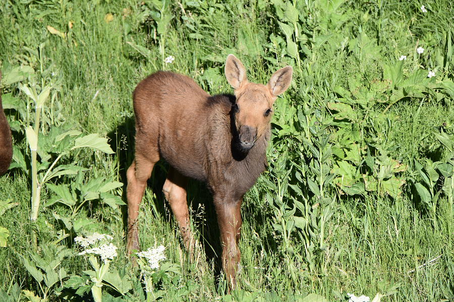 Curious Moose Photograph By Stephen Adgate 