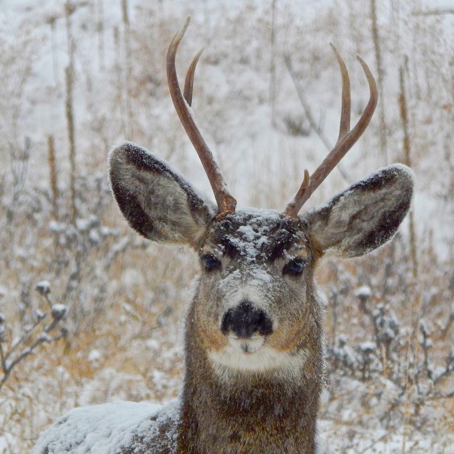 Curious Mule Deer Photograph by Dan Miller