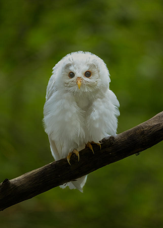 Curious Owl Photograph by Tony Xu