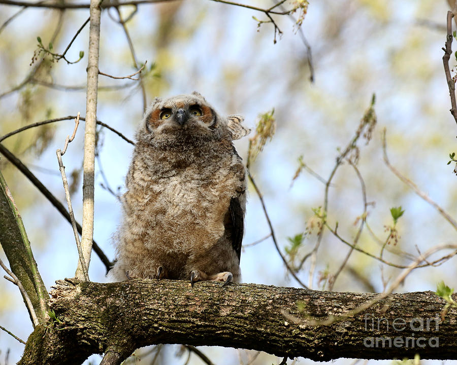 Curious Owlet Photograph by Heather King