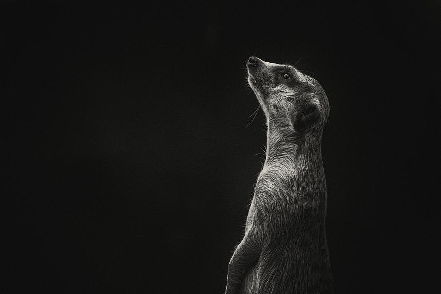Meerkat Photograph - Curious by Ravikumar Jambunathan