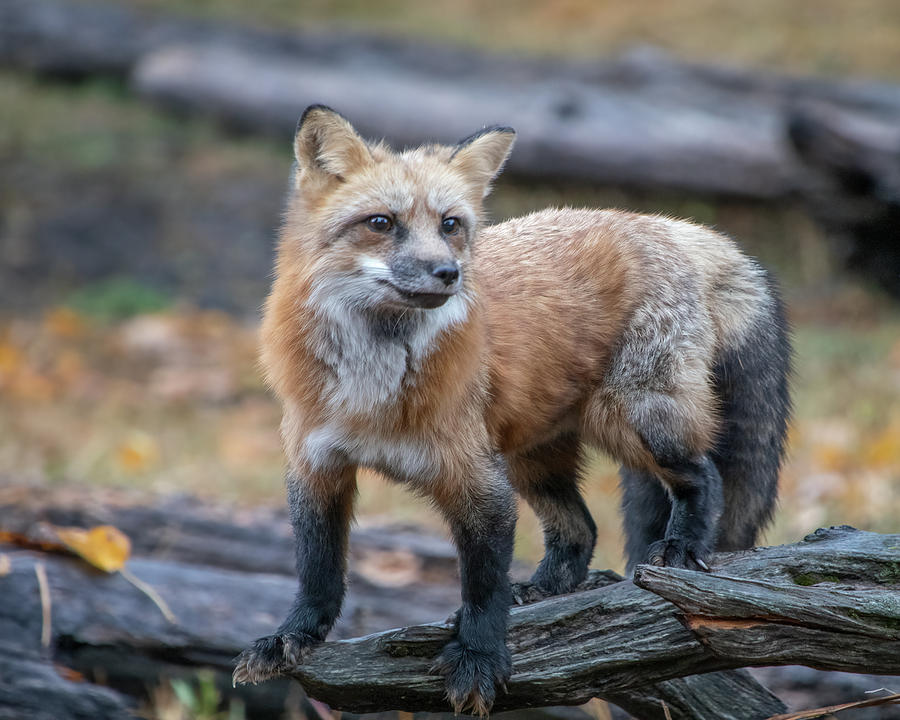 Curious Red Fox Photograph by Teresa Wilson