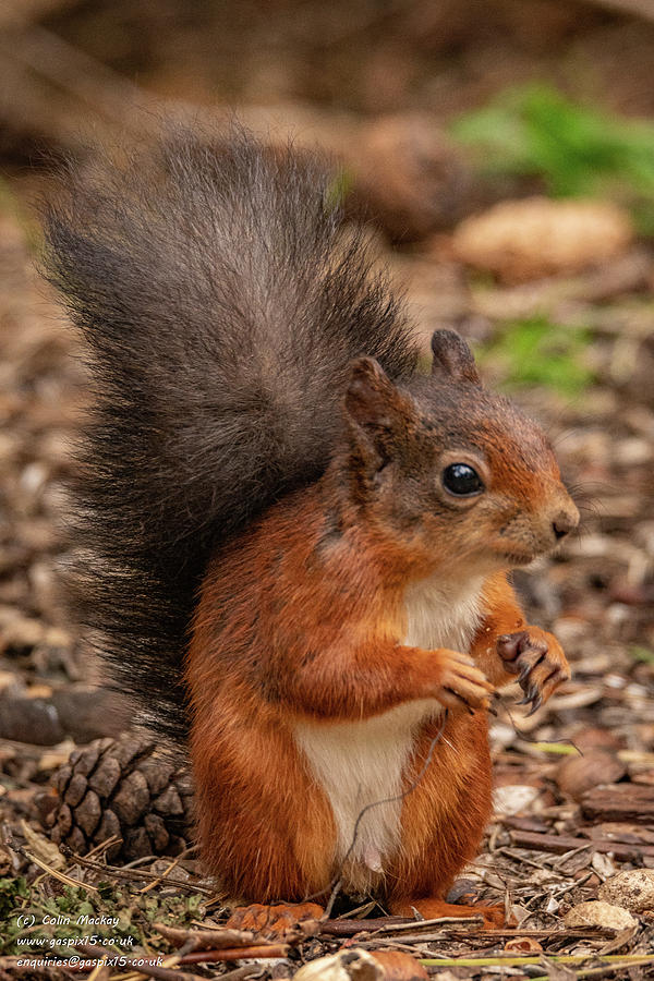 Curious Red Squirrel Photograph by Gaspix15 | Fine Art America