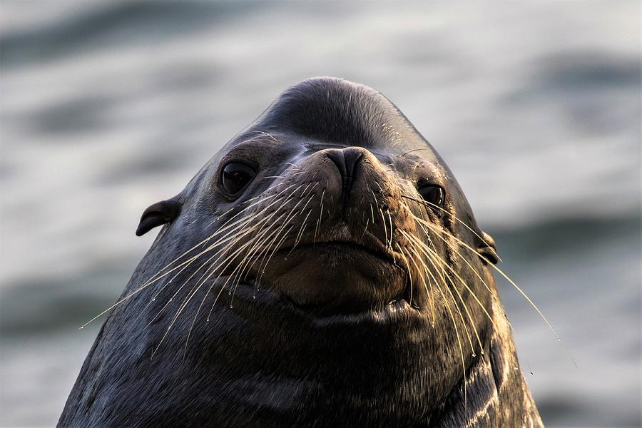 Curious sea lion Photograph by Michelle Pennell