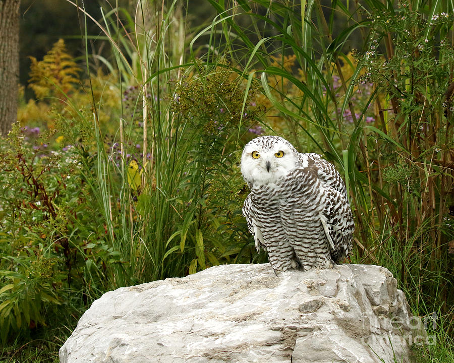 Curious Snowy Owl Photograph by Heather King