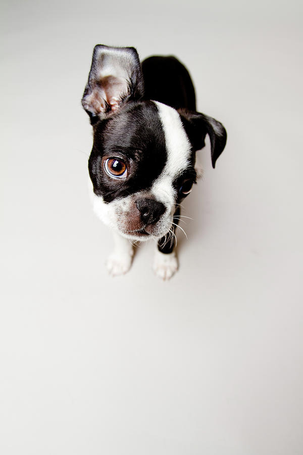 Curious Photograph by Square Dog Photography