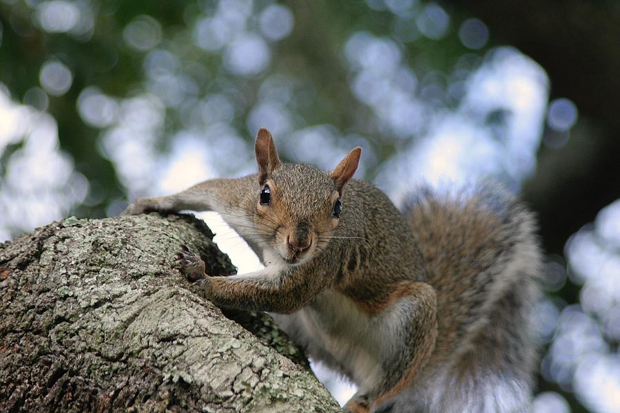 Curious Squirrel Photograph By Elaine F - Fine Art America