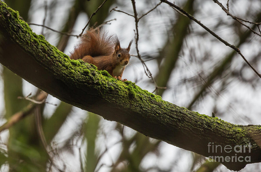 Wildlife Photograph - Curious Squirrel by Eva Lechner