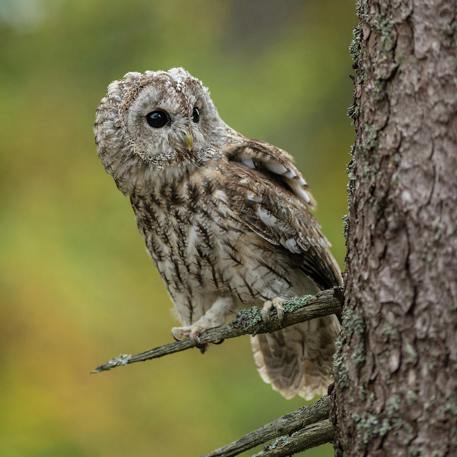 Owl Photograph - Curious... Tawny Owl, Strix aluco by Ralf Kistowski