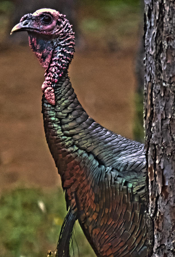 Curious Turkey Photograph by Robert Bolla