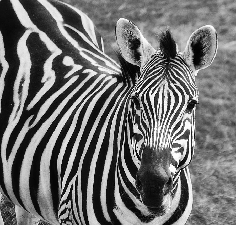 Zebra Sweetness Photograph by Gaby Ethington