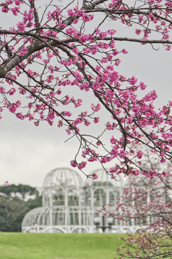 Curitiba Cherry Photograph