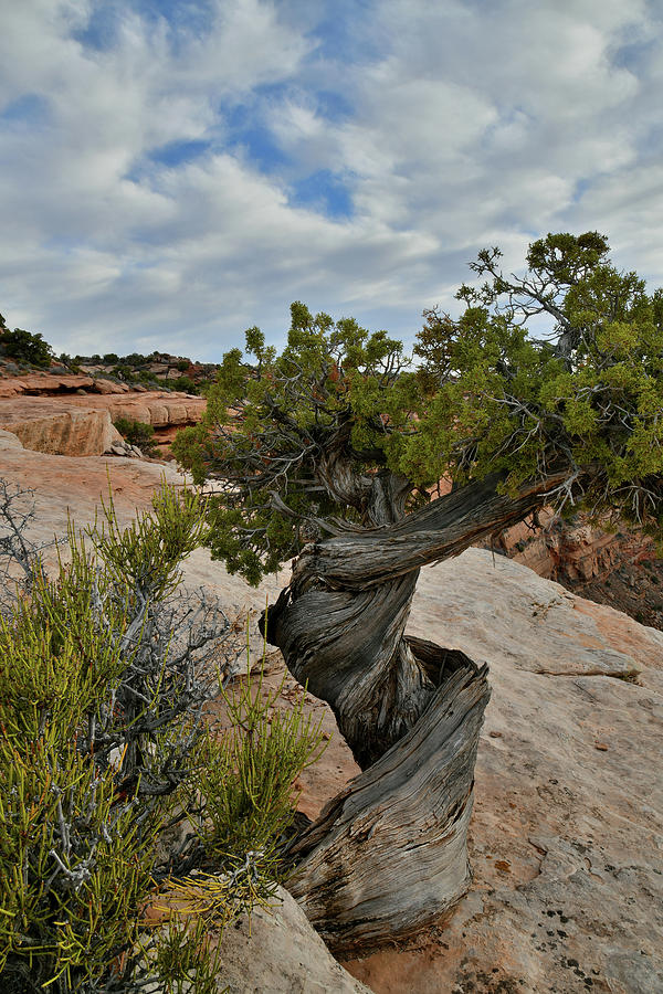 Curled Juniper on Canyonlands Ledge Photograph by Ray Mathis