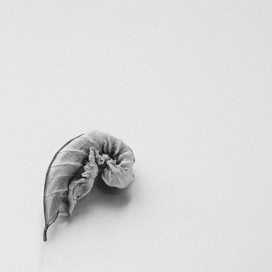 Curled Leaf - Fine Art Photograph by Sabine Konhaeuser Curled Leaf - Fine Art Photograph by Sabine Konhaeuser