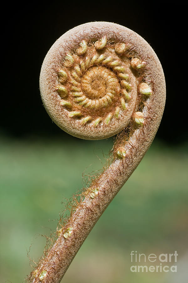 Stems Photograph - Curled Young Fern by Kurt g Stems Photograph - Curled Young Fern by Kurt g