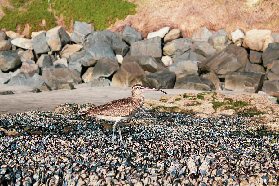 Curlew Photograph by Alison Frank