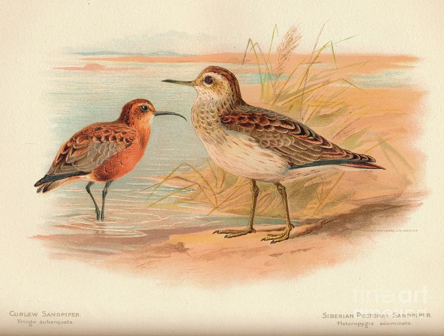 Curlew Sandpiper Tringa Subarquata Drawing by Print Collector