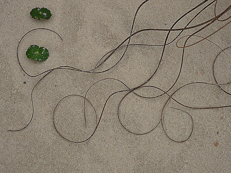 Curls in the Sand Photograph by Jean Noren