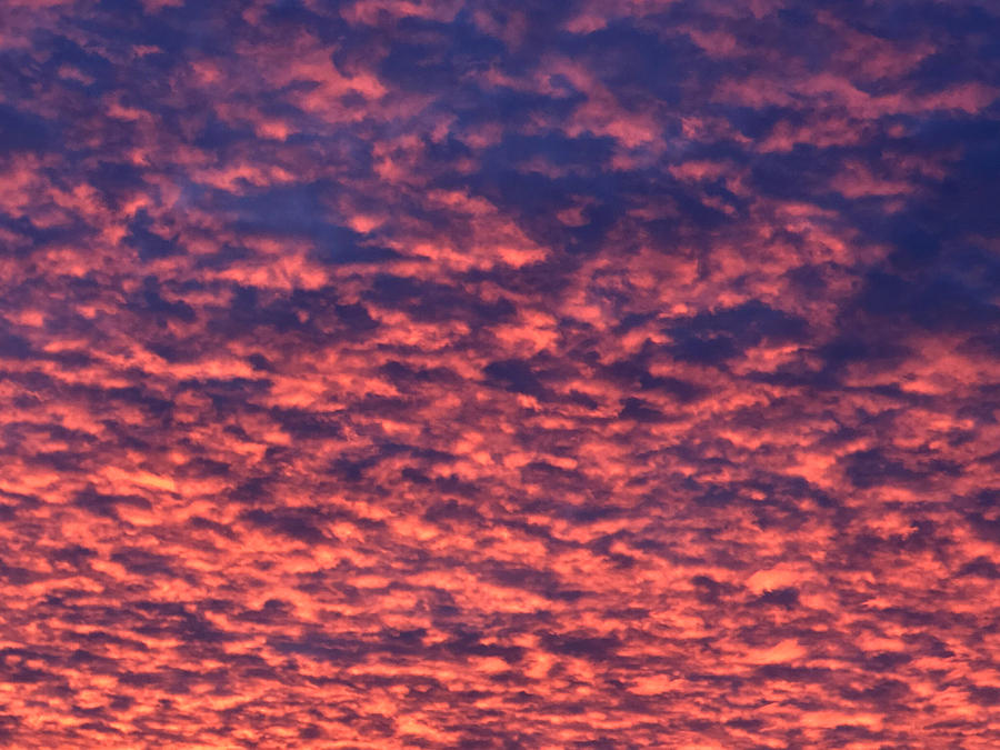 Curly clouds... Neon sky. Sunset Photograph by Sofia Goldberg | Fine ...