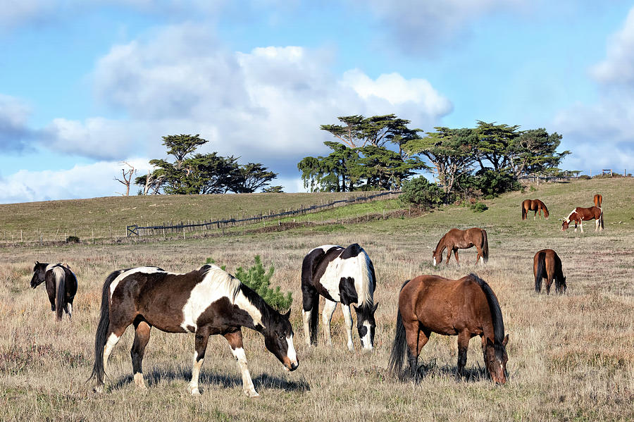 Curly Lane Horses Grazing Photograph