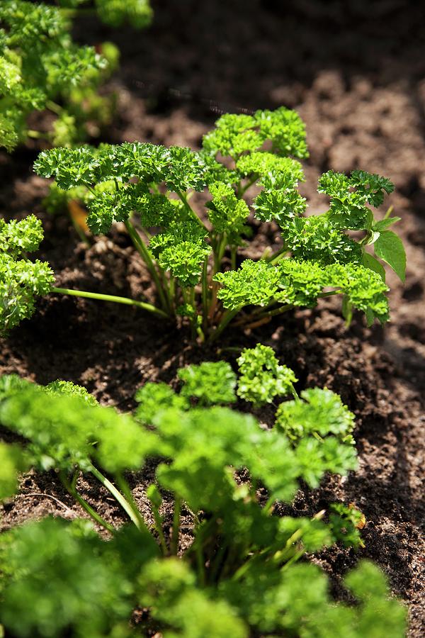 Curly Parsley Growing In A Bed Photograph by Claudia Timmann