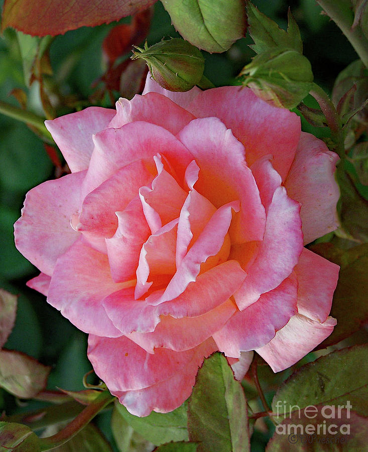 Curly Pink Photograph