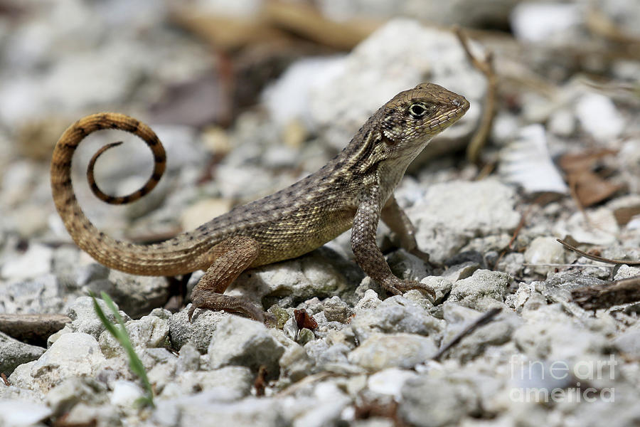 Curly-tailed lizard Photograph by Meg Rousher