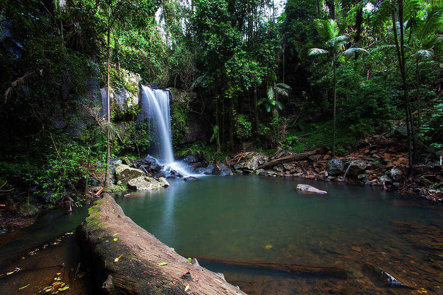 Curtis Falls, Tamborine National Park - Photograph by Robert Lang ...