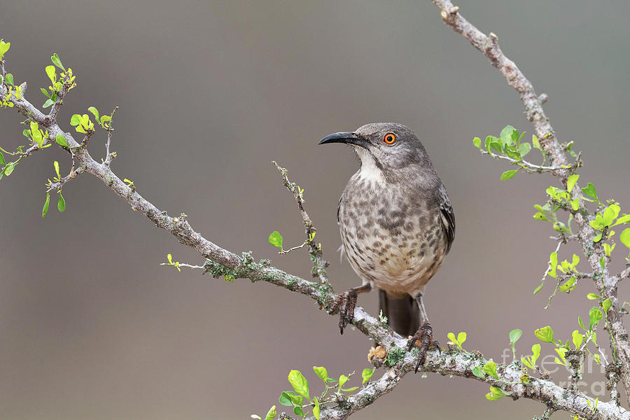 Curve-billed Thrasher Photograph by Dr P. Marazzi/science Photo Library