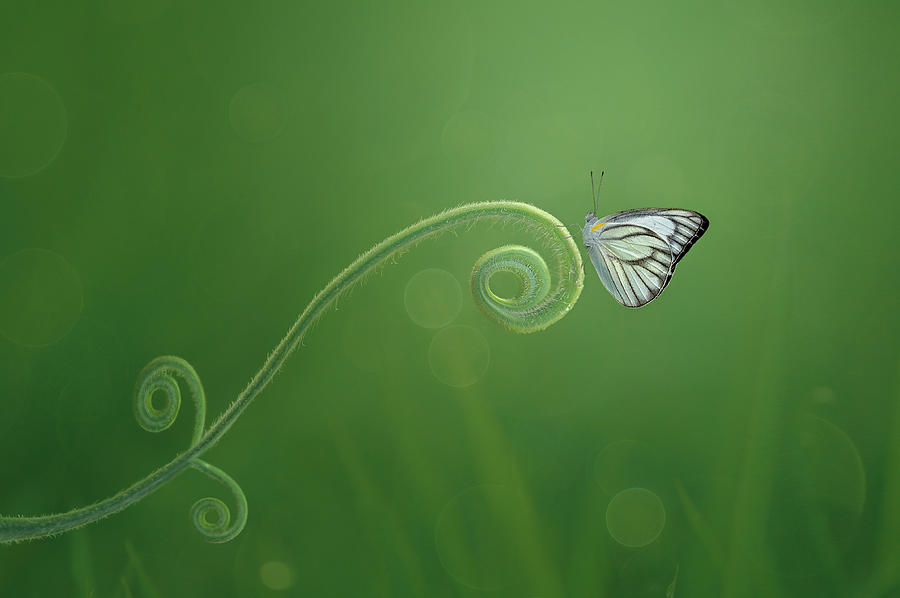 Butterfly Photograph - Curve by Edy Pamungkas