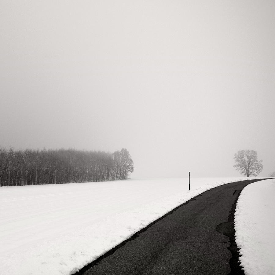 Tree Photograph - Curve In Snow by Lena Weisbek