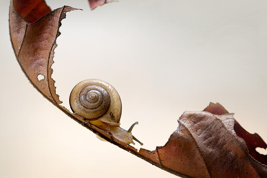 Insects Photograph - Curve Slide Snail by Fauzan Maududdin