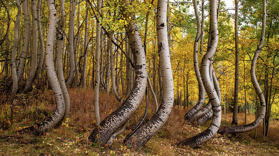 Curved Aspens by Patrick Campbell Curved Aspens by Patrick Campbell