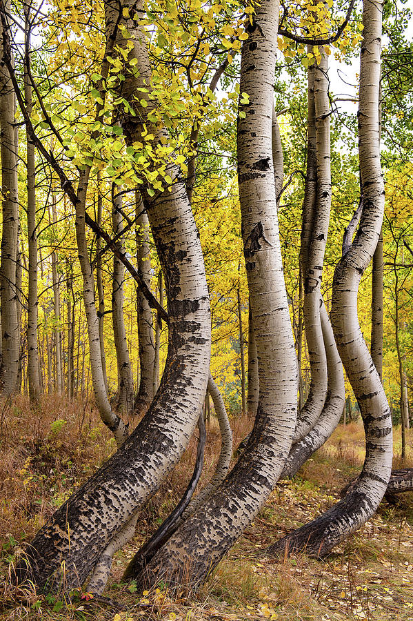 Curved Aspens by Patrick Campbell Curved Aspens by Patrick Campbell