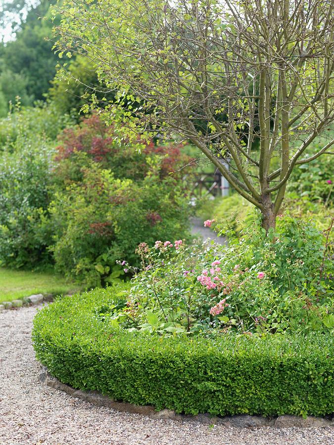 Curved Clipped Hedge Surrounded Flower Bed In Summer Garden Photograph by Peter Carlsson