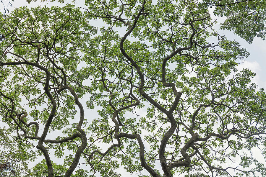 Nature Photograph - Curved Tree Branches, Singapore by Igor G