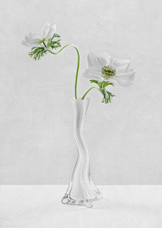 Flower Photograph - Curves by Inna Karpova
