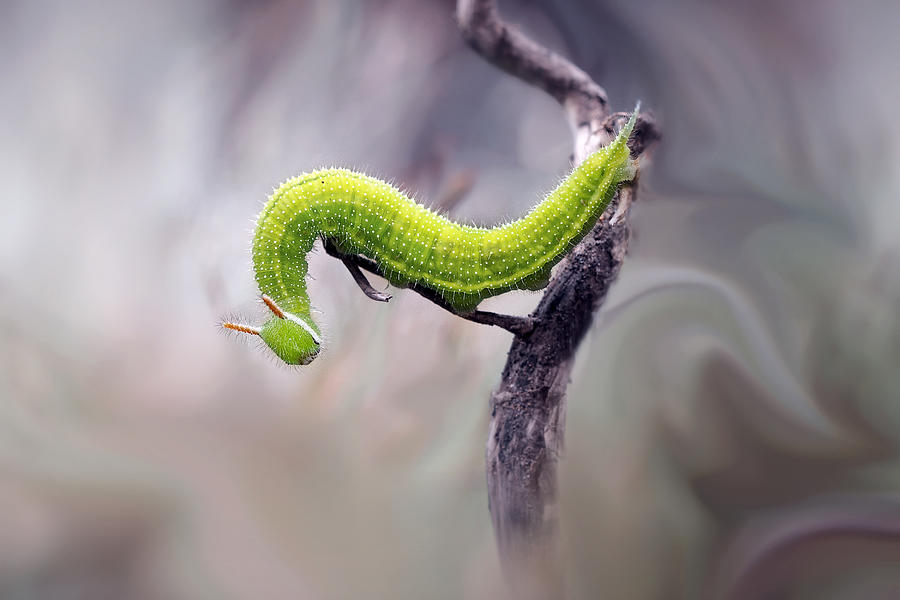 Macro Photograph - Curving Caterpillar by Fauzan Maududdin