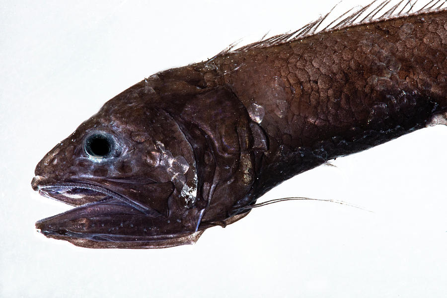 Fish Photograph - Cusk Eel Bassozetus Compressus by Dante Fenolio