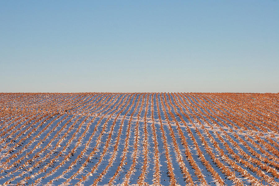 Cut Corn Rows Photograph by Todd Klassy
