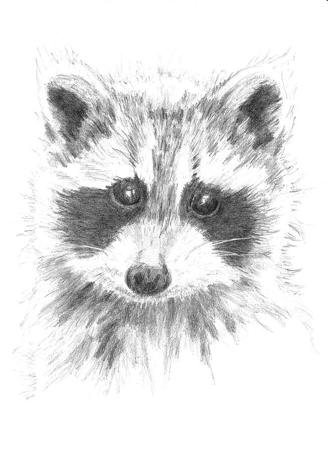 Cute Raccoon Drawing by Masha Batkova