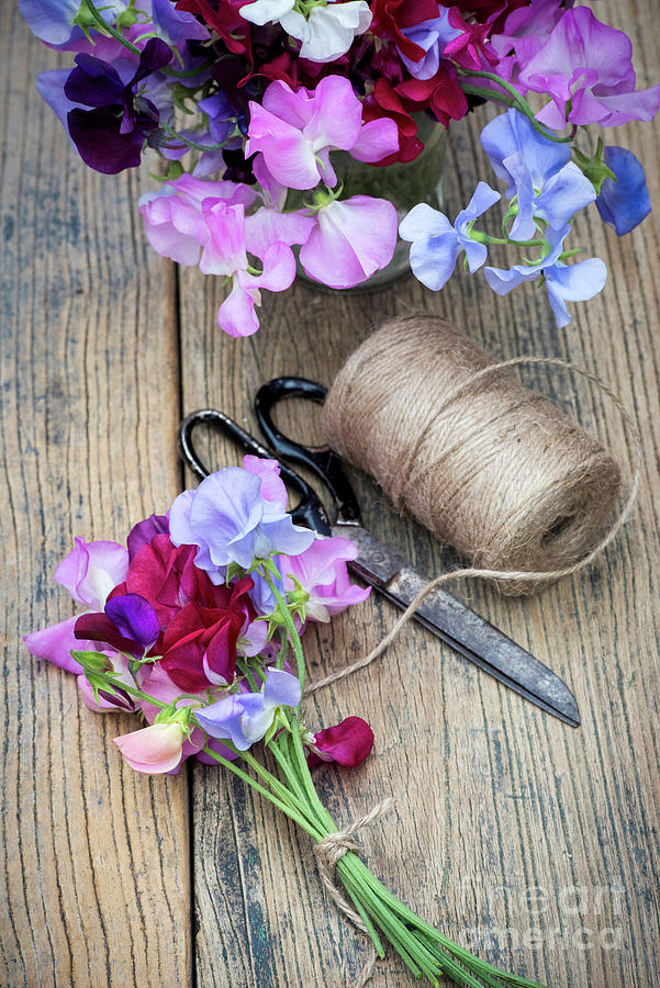 Cut Sweet Pea Flowers  Photograph by Tim Gainey