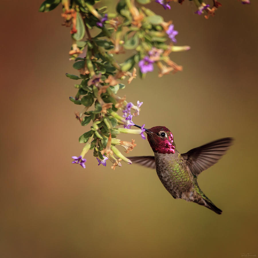 Cute as a Button by Rick Furmanek Cute as a Button by Rick Furmanek