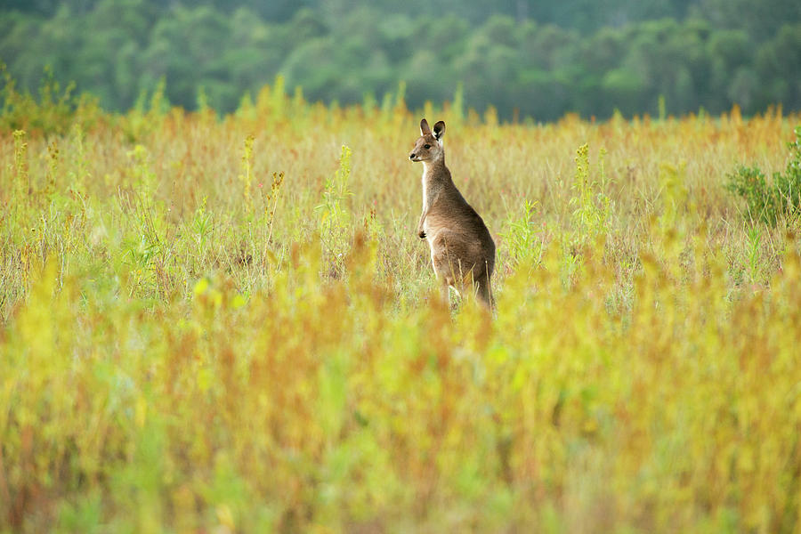 Cute Australian Kangaroo by Rob D Imagery Cute Australian Kangaroo by Rob D Imagery